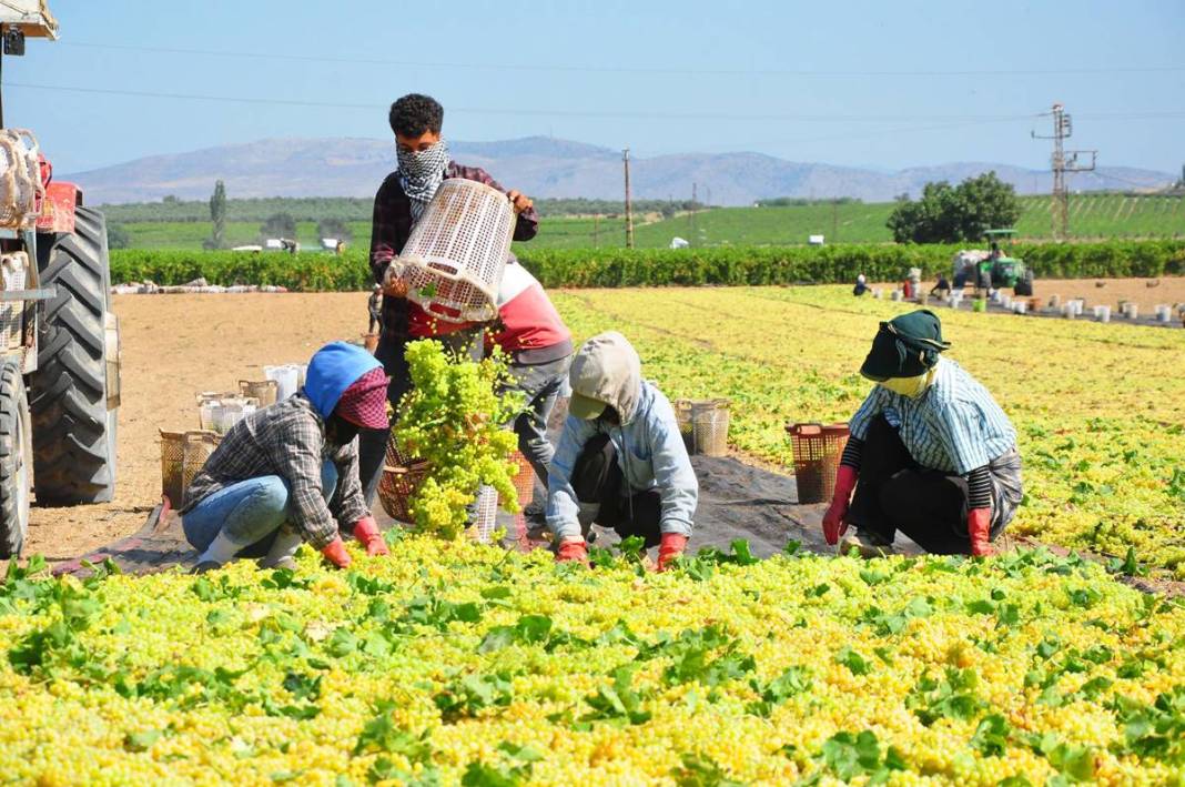 Üzüm ihracatının yüzde 90'ı bu kentten yapılıyor: 103 ülkeye gönderiliyor! Üzümler serildi, ovadan renkli görüntüler... 1